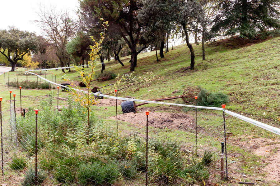 Campaña anual de plantación de arbolado en Boadilla del Monte Campaña anual de plantación de arbolado en Boadilla del Monte