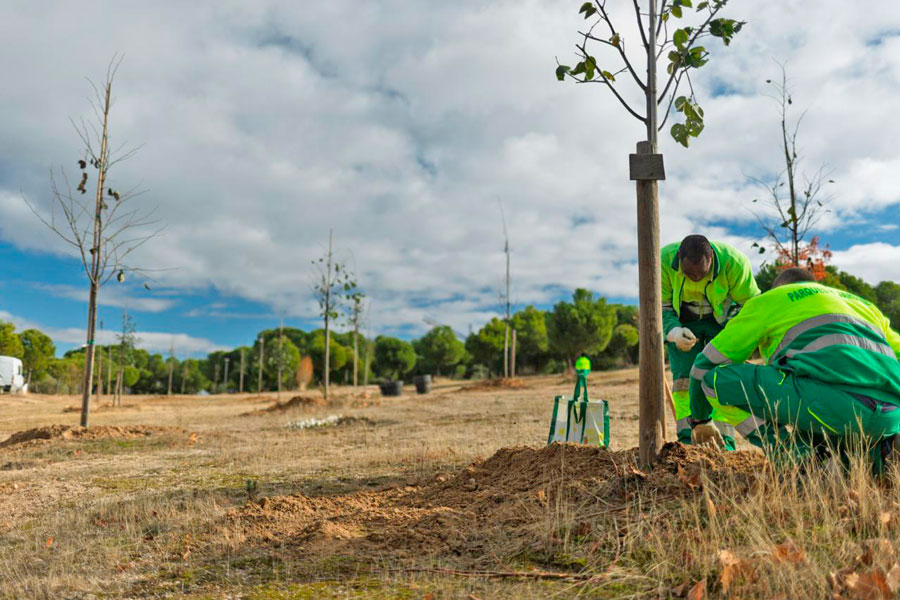 Más de 200 árboles nuevos en cuatro zonas verdes de Boadilla del Monte Más de 200 árboles nuevos en cuatro zonas verdes de Boadilla del Monte