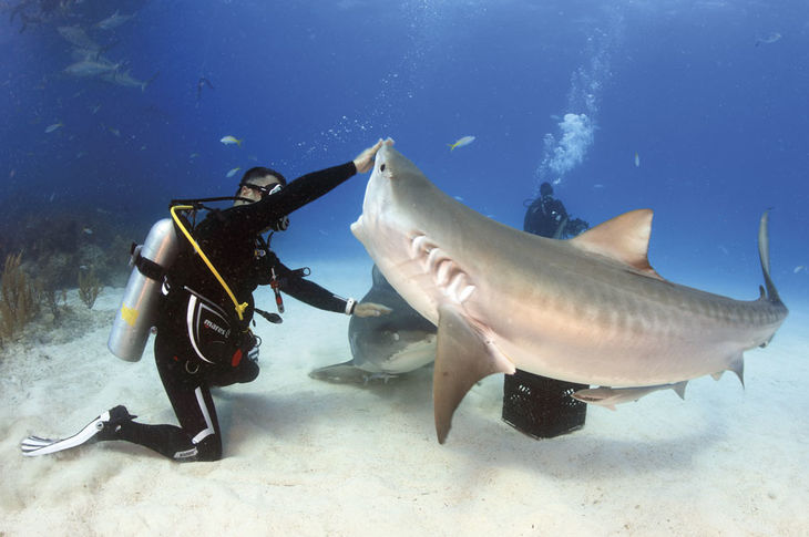 Karlos Simón es buceador profesional y experto en tiburones.