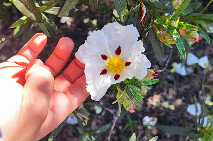 Rutas, talleres y voluntariado del Aula Medioambiental de Boadilla del Monte en mayo y junio Rutas, talleres y voluntariado del Aula Medioambiental de Boadilla del Monte en mayo y junio